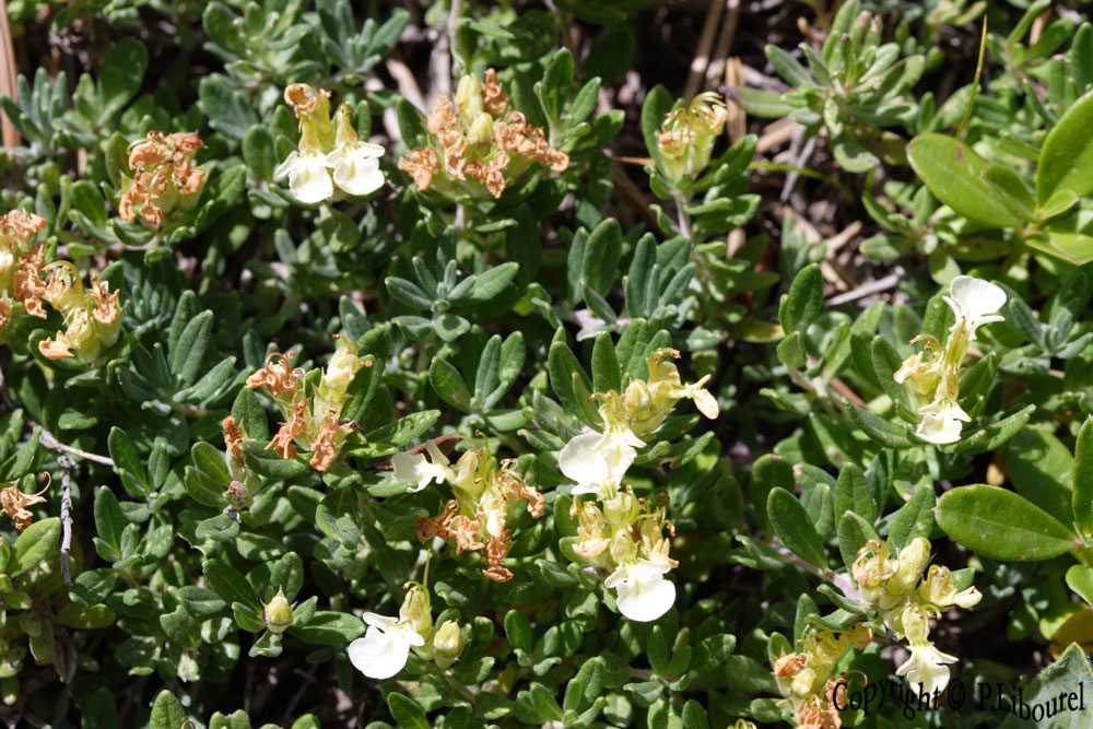 Teucrium montanum
