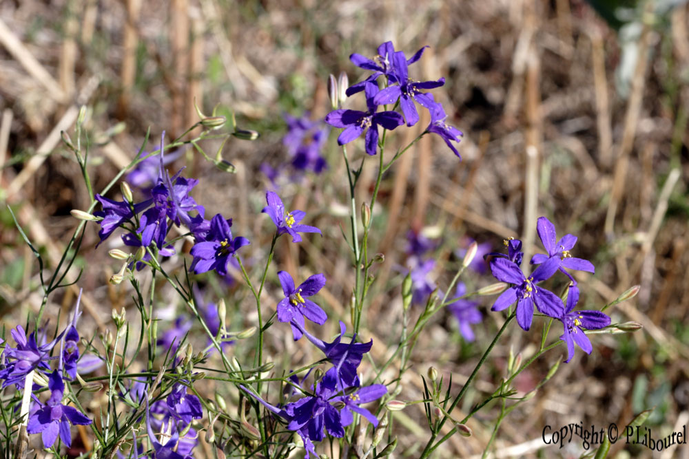 Dauphinelle pied d'alouette Delphinium montanum