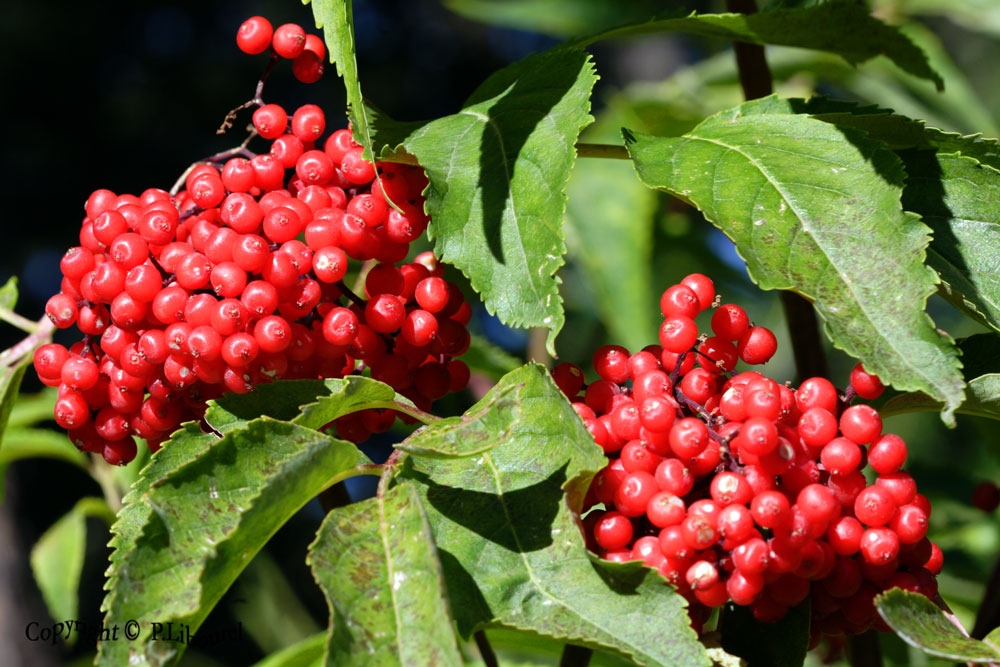 Sambucus racemosa