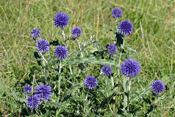 Echinops ritro