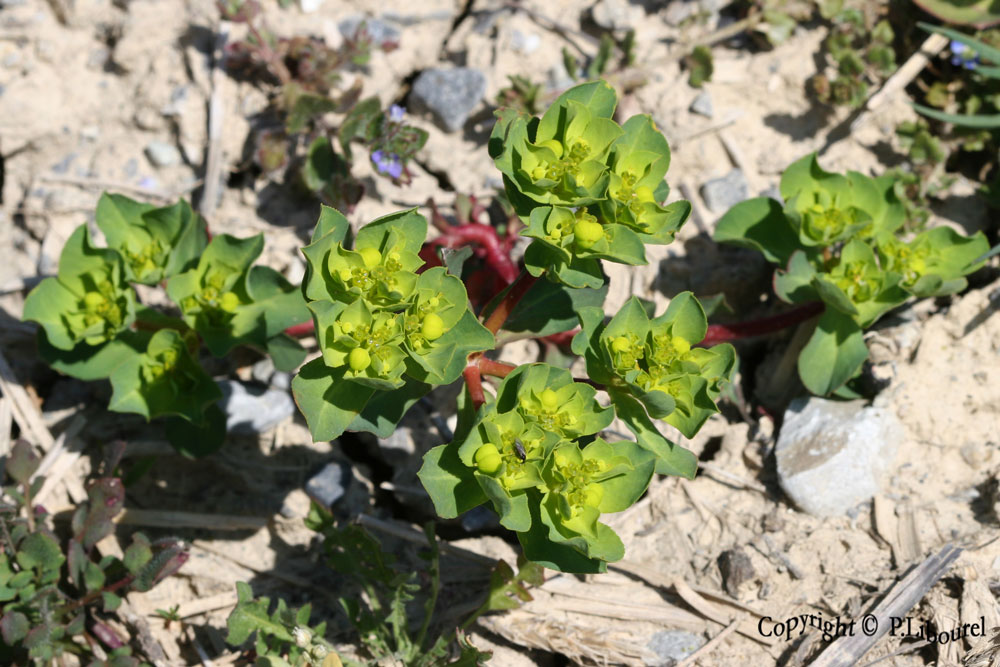 Euphorbia helioscopa