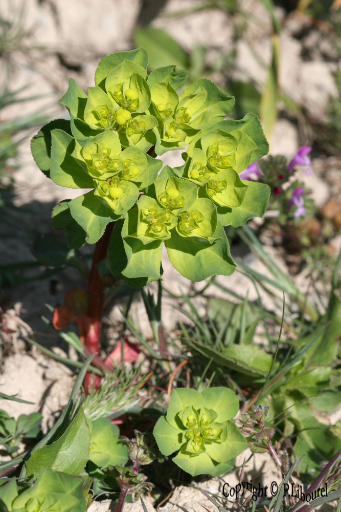 Euphorbia helioscopa