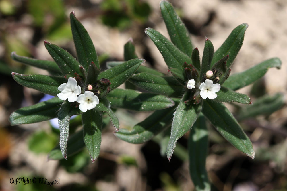 Lithospermum arvense