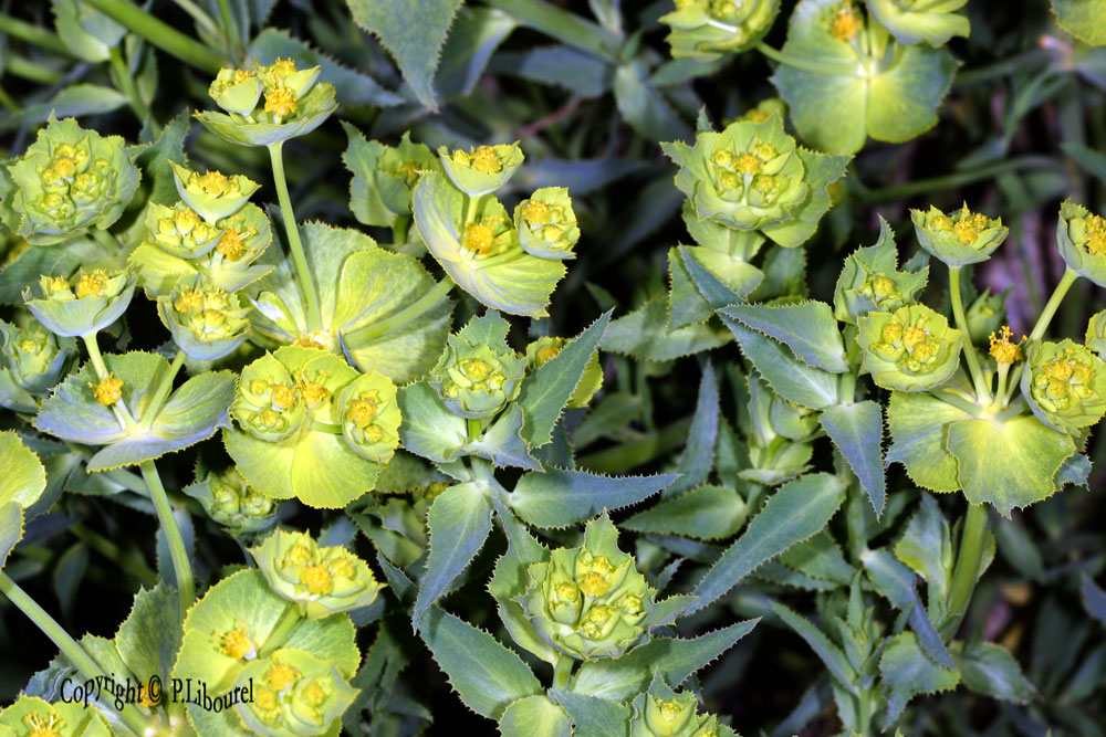 euphorbia falcata 
