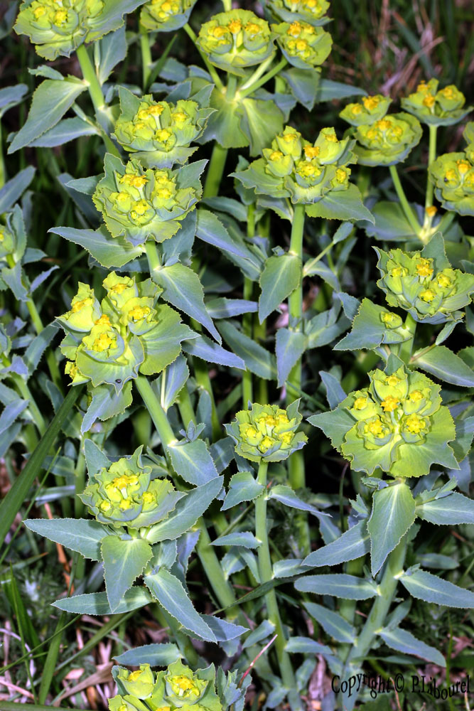 euphorbia falcata 