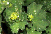 Alchemilla mollis