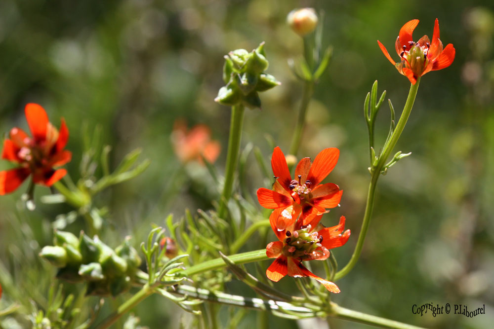 Adonis flammea