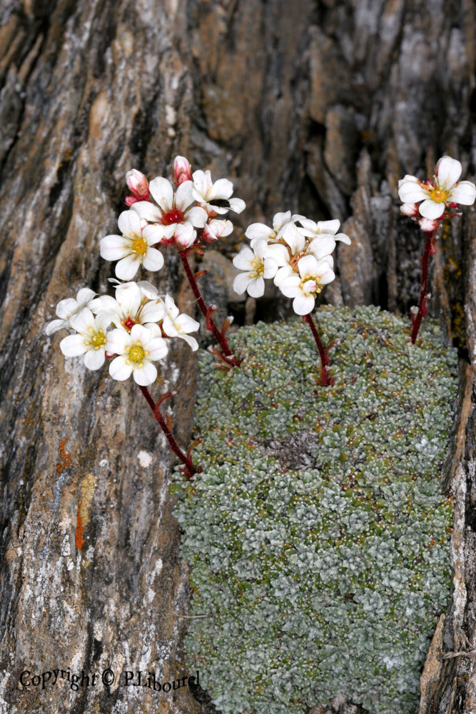 saxifraga valdensis