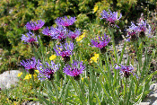 centaurea