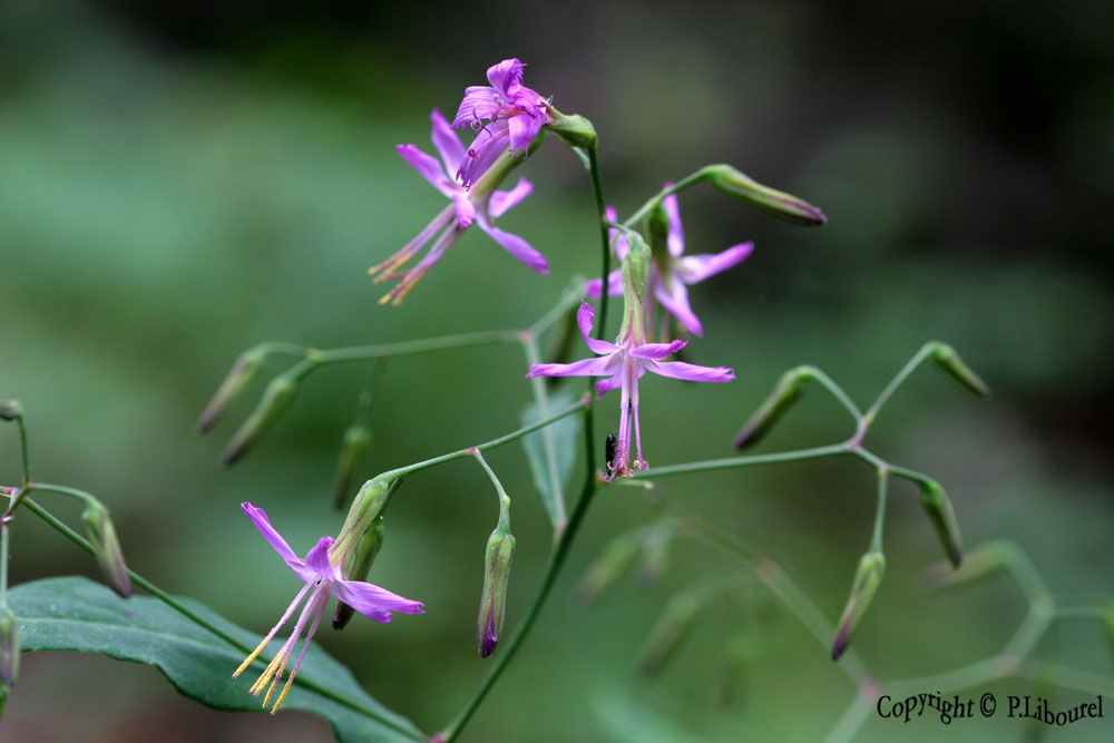 prenanthes purpurea