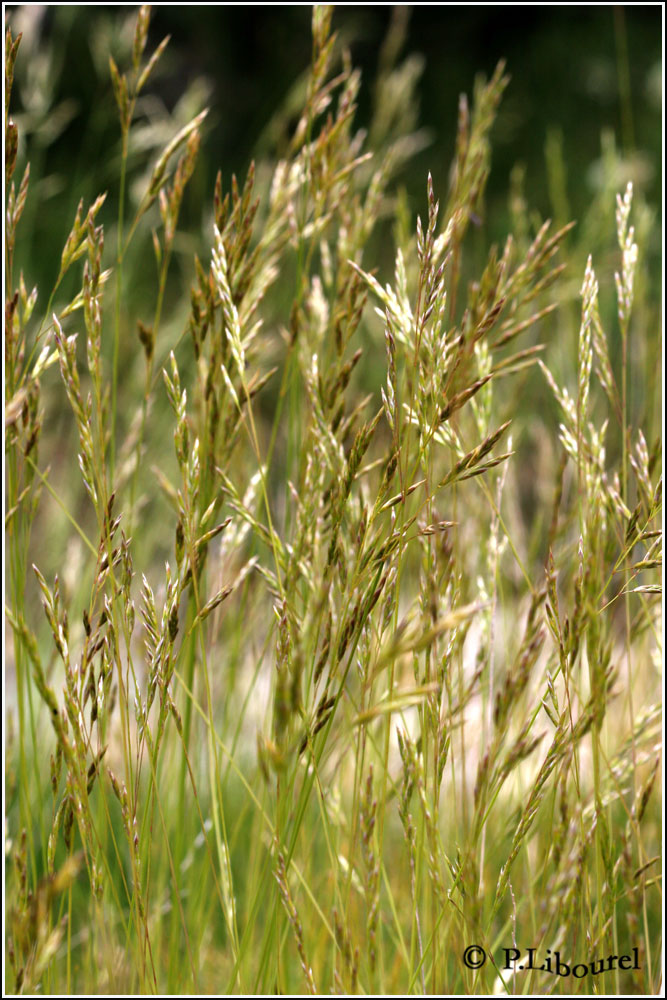 Festuca gautieri