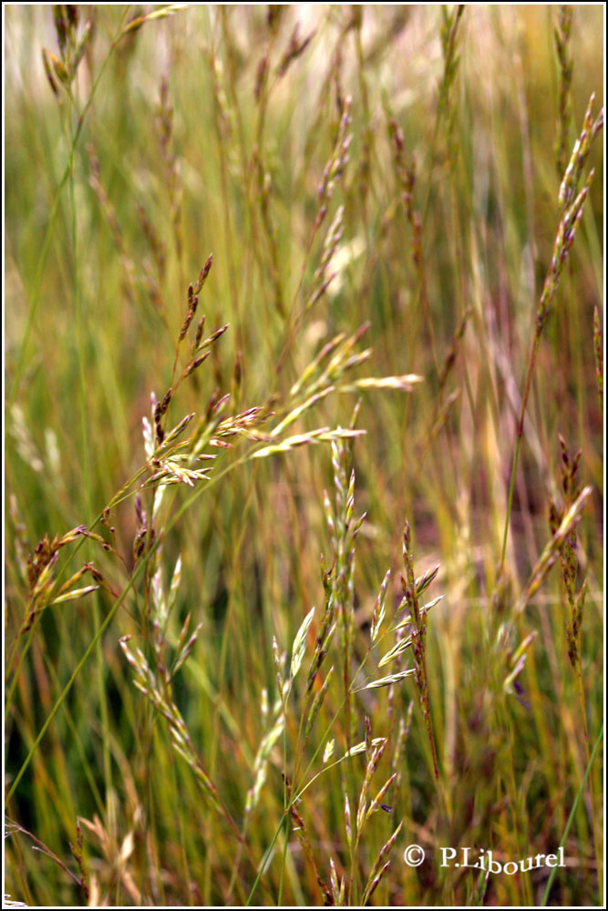 Festuca gautieri