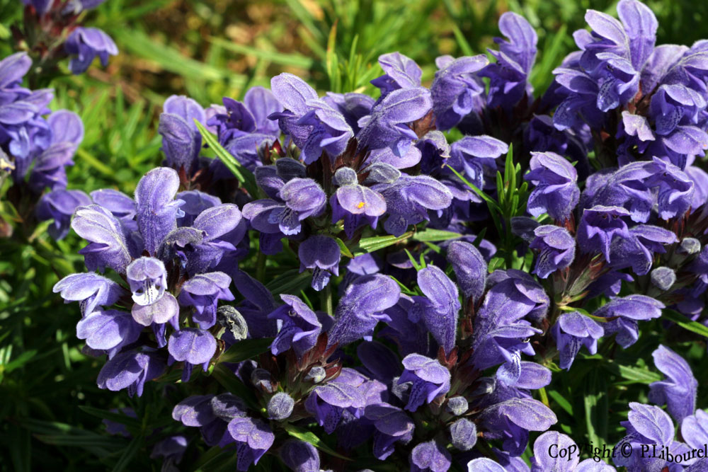 Dracocephalum ruyschiana
