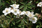 potentilla alchemilloides