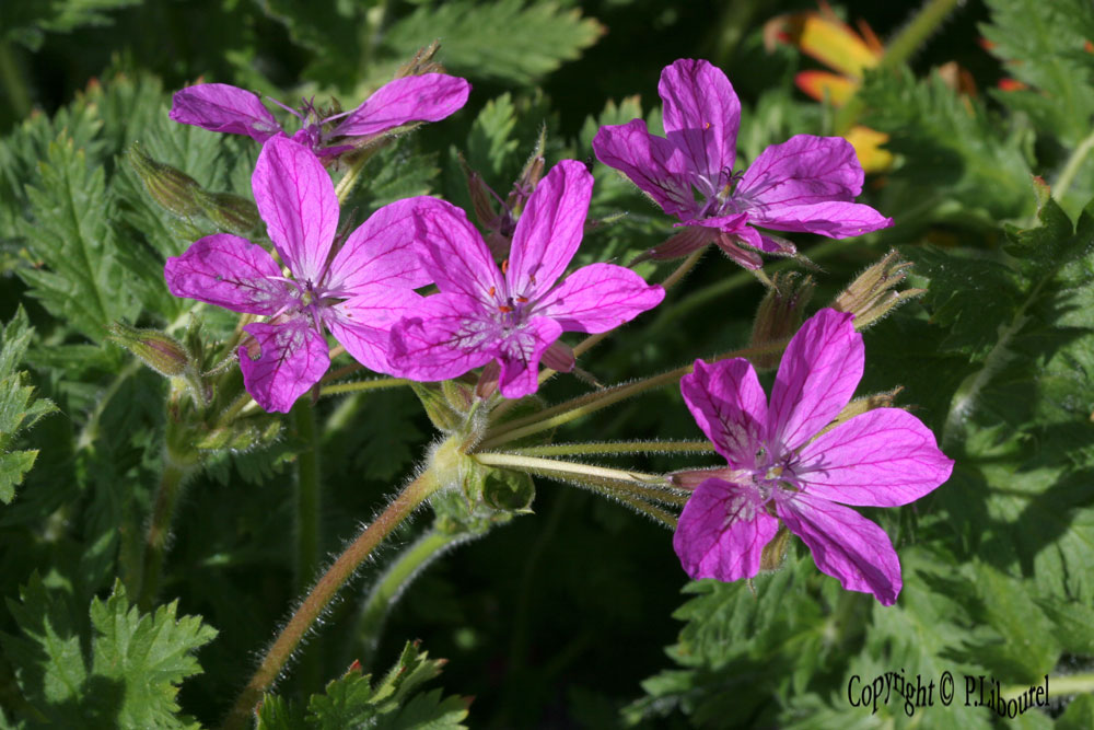 Erodium manescavi
