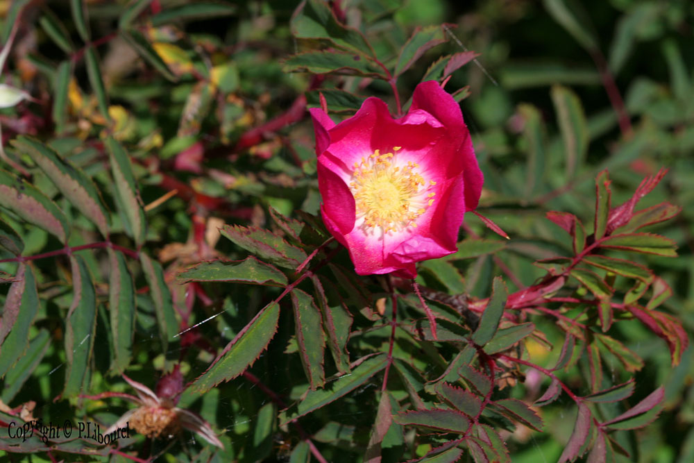 Rosa alpina