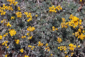artemisia glacialis