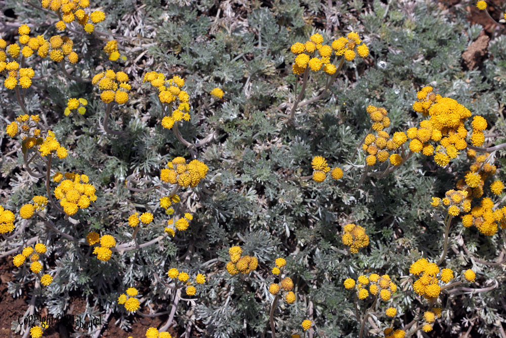 Artemisia glacialis