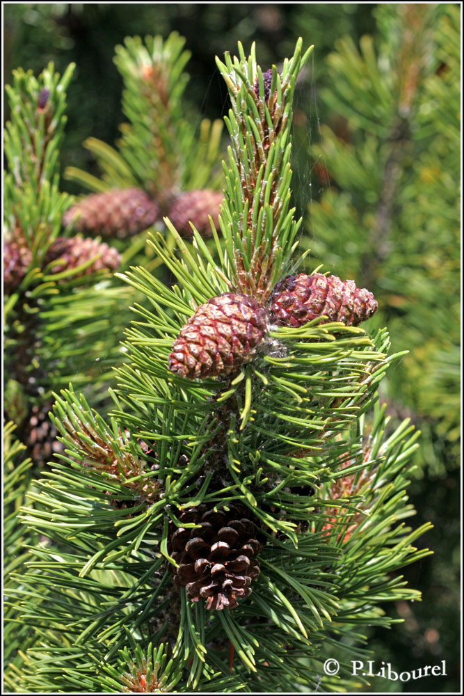Pinus mugho