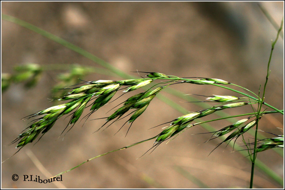 Helictotrichon sempervirens 
