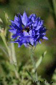 centaurea cyanus