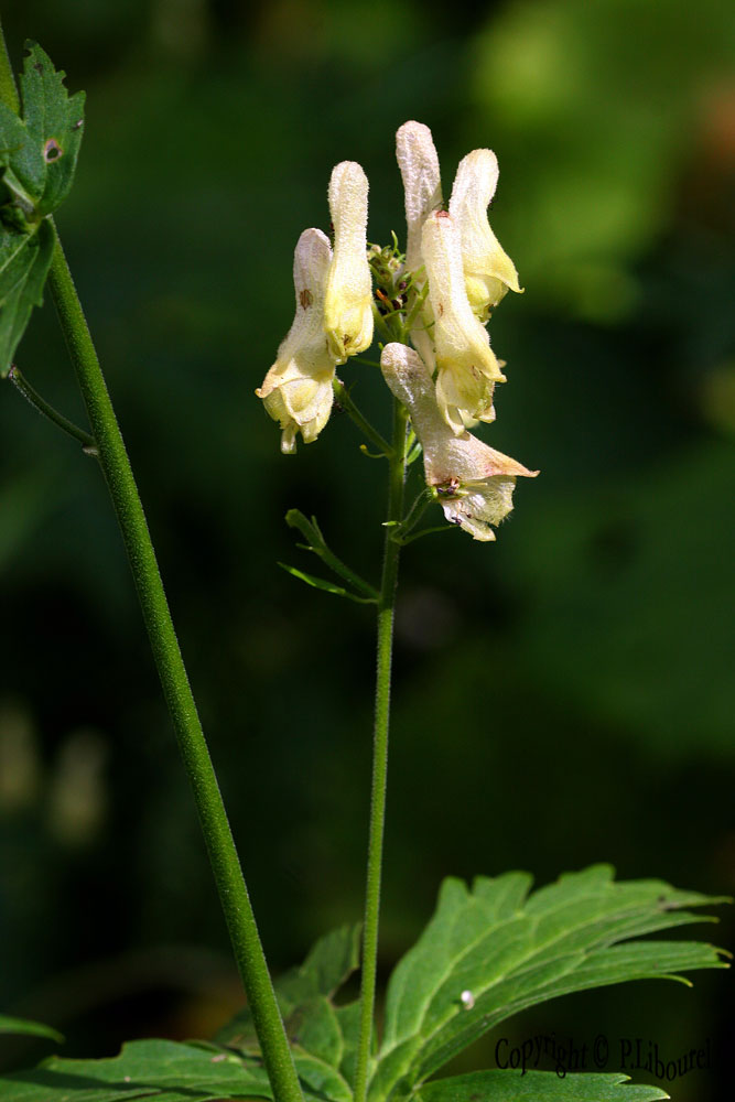 aconitum lycoctonum
