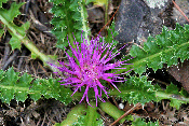 cirsium acaule