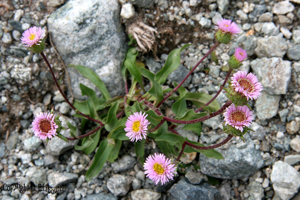 Erigeron alpinus