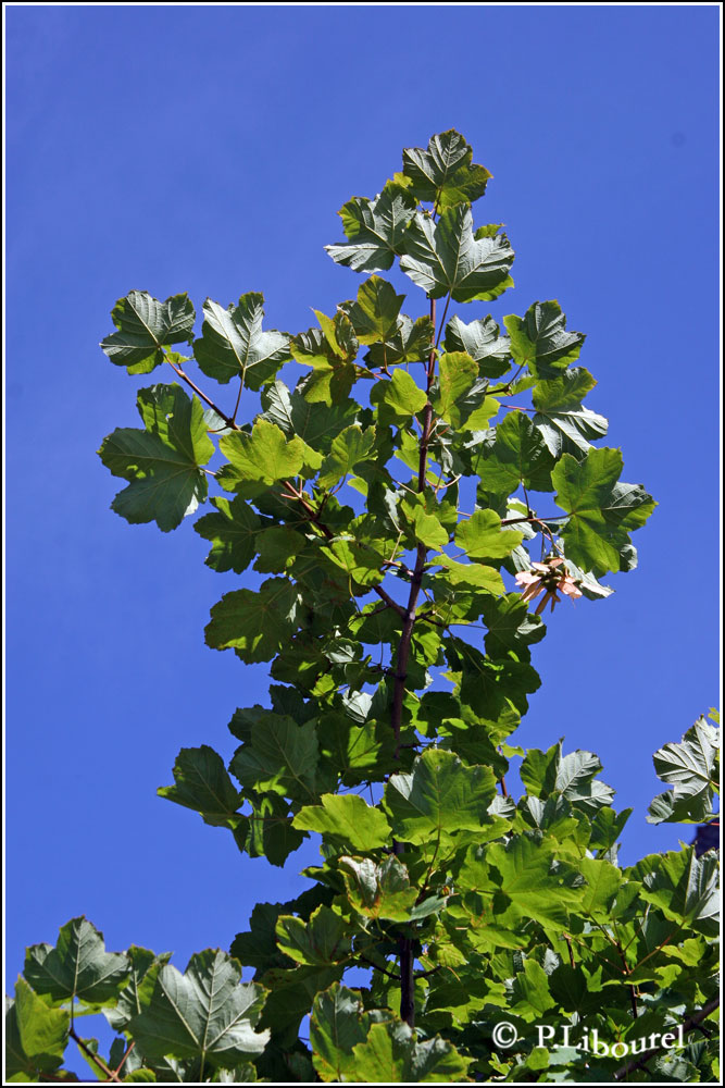Acer opalus