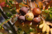 Sorbus domestica