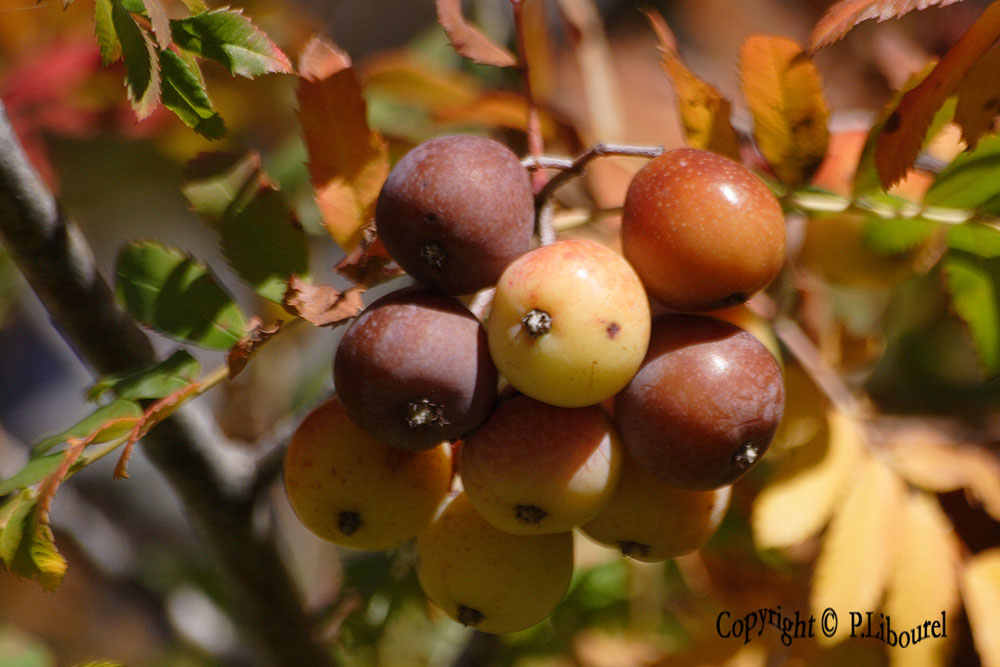 sorbus domestica
