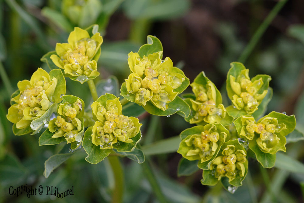 Euphorbia verrucosa