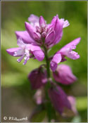 Polygala comosa 