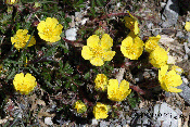 Potentilla reptans
