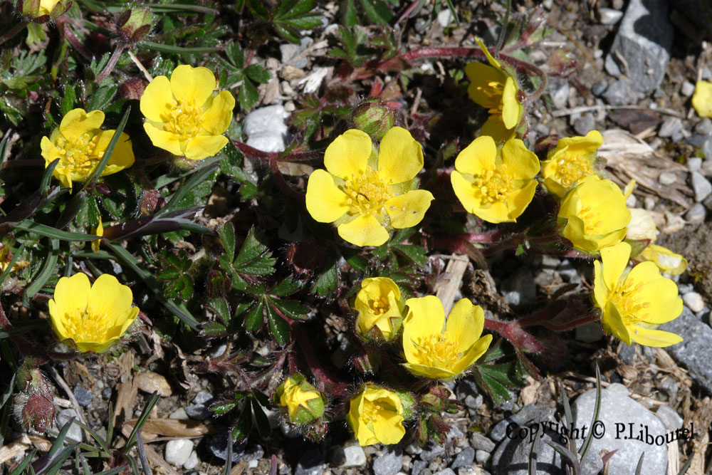 potentilla reptens