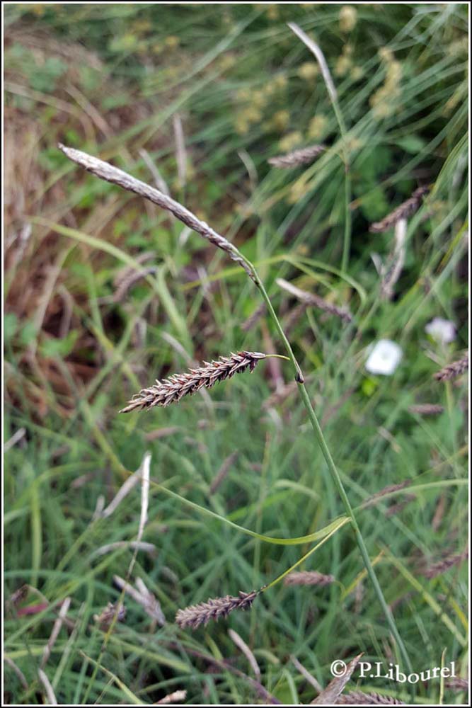Carex sempervirens
