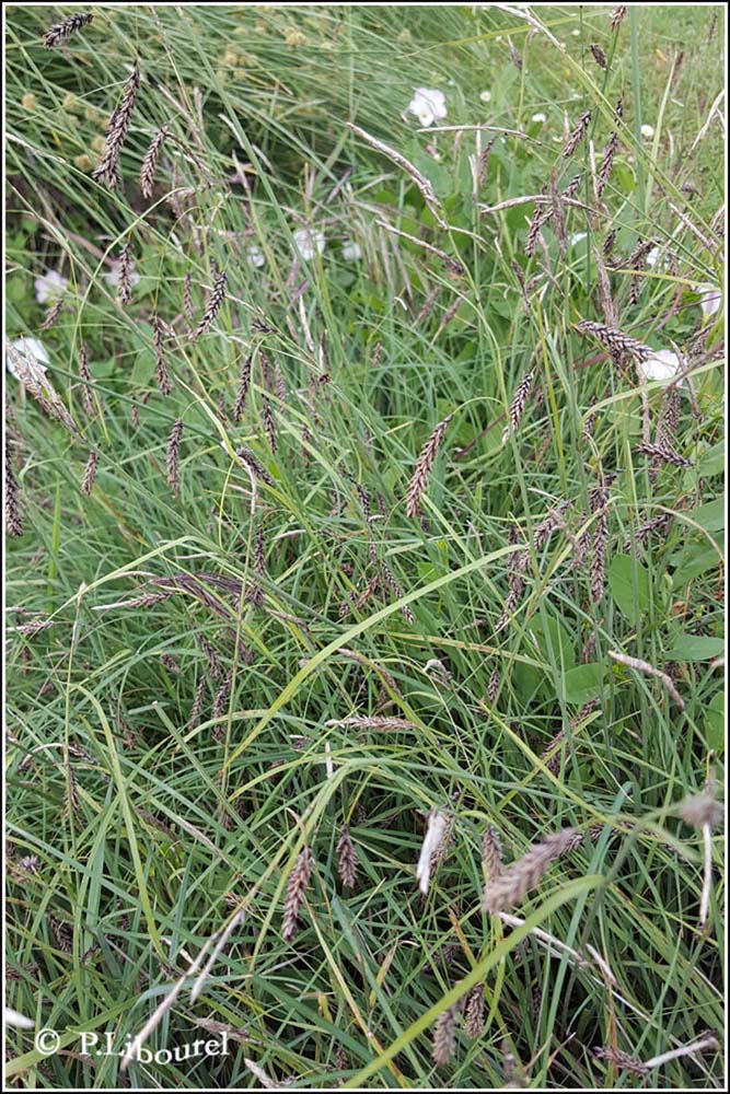 Carex sempervirens