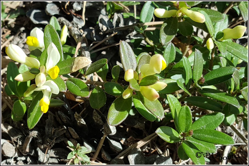 Polygala chamaebuxus