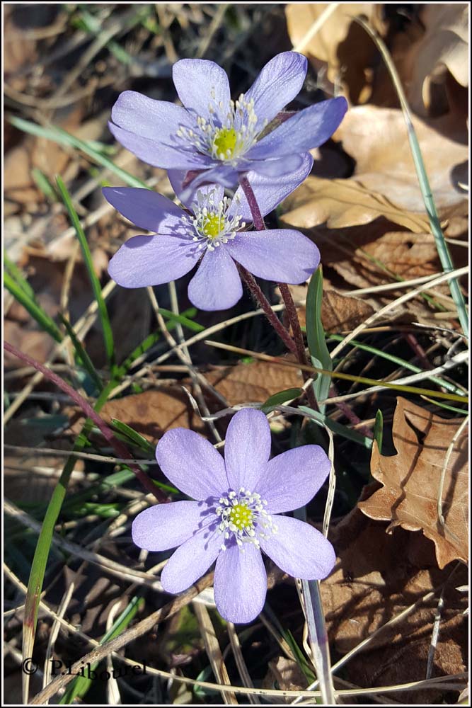 Anemone hepatica