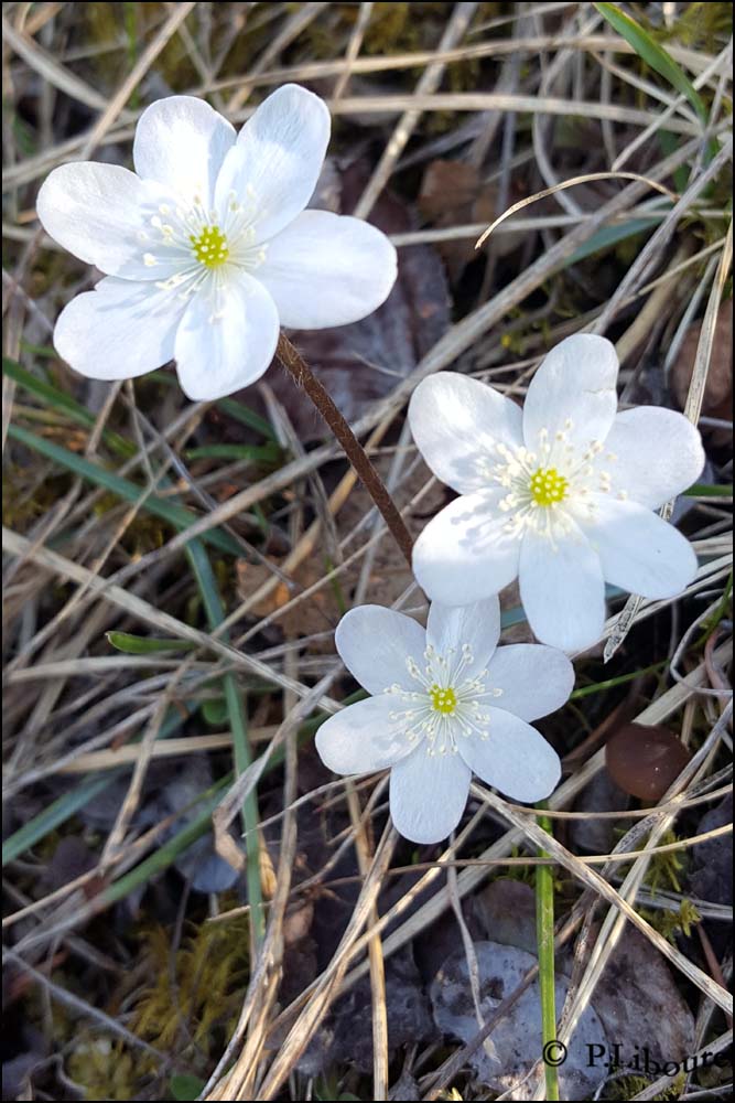 Anemone hepatica