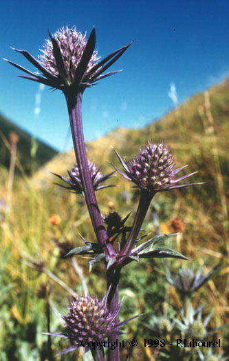 eryngium bourgatii