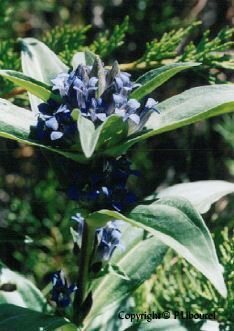 gentiana cruciata