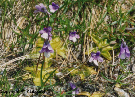 pinguicula grandiflora