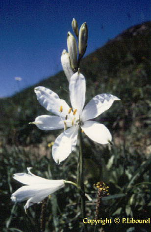 paradisea liliastrum