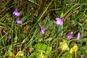 pinguicula