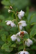 pyrola