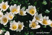 dryas