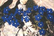 gentiana