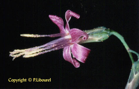 prenanthes