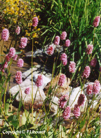 polygonum bistorta